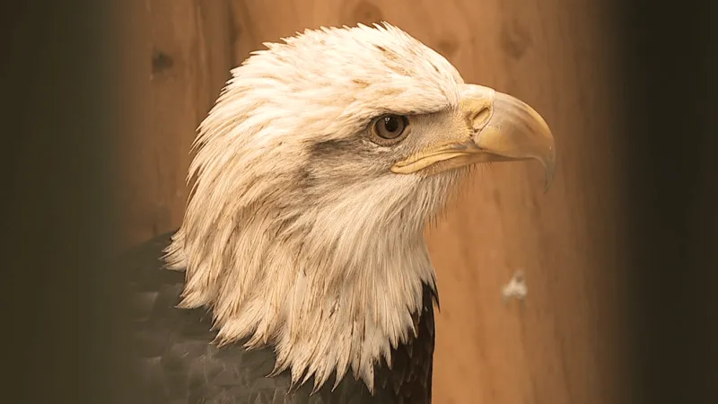 A conservation success story: How Pennsylvania went from 3 to 500+ bald eagle nests
