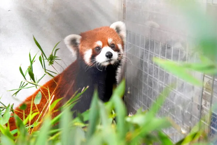 Taipei zoo welcomes red panda pair