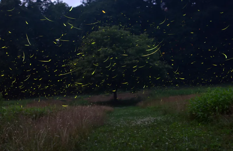 This firefly festival about 100 miles from Pittsburgh sells out every year
