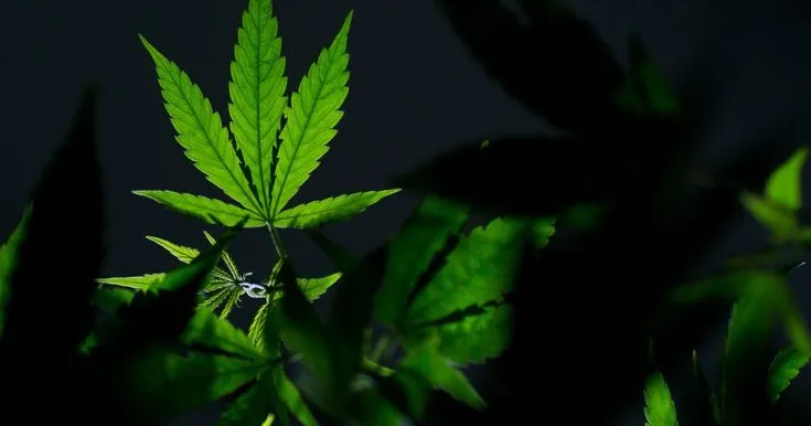 Pa. Senate Democrats reject bill to create independent board for marijuana, hemp regulation
