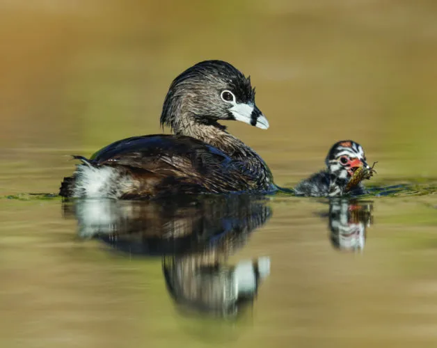 Throughout central Pennsylvania, birds come and they go