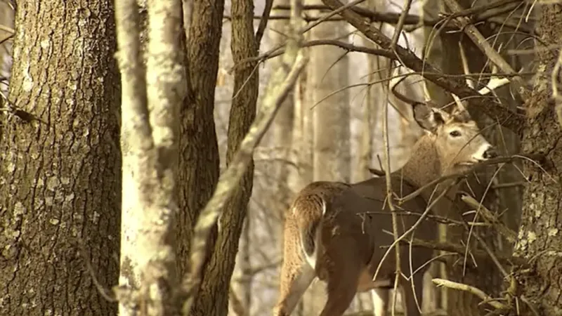 Bill to be introduced to fortify Pennsylvania wildlife protection from animal cruelty