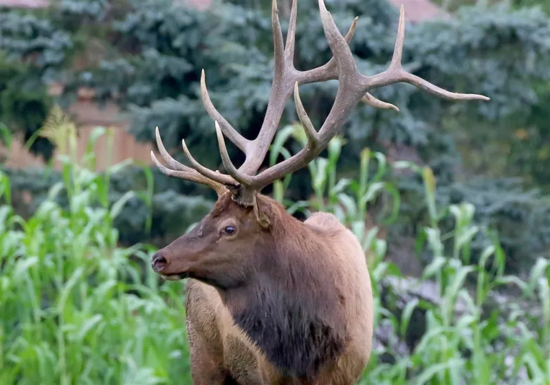 How elk became more than a roadside attraction in Pennsylvania