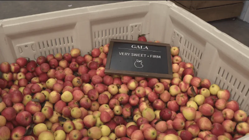 Local apple, other fruit crops devastated by spring freeze leading to low output