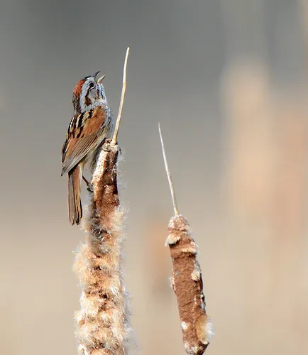 Watch, listen and appreciate the outdoors