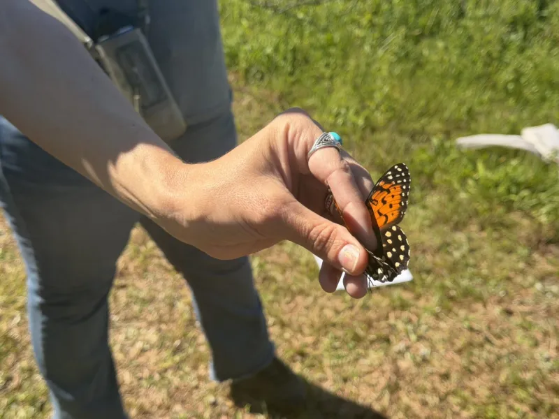 Fort Indiantown Gap houses the world's only eastern regal fritillary butterflies