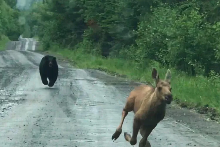 Maine couple helps moose calf escape from bear