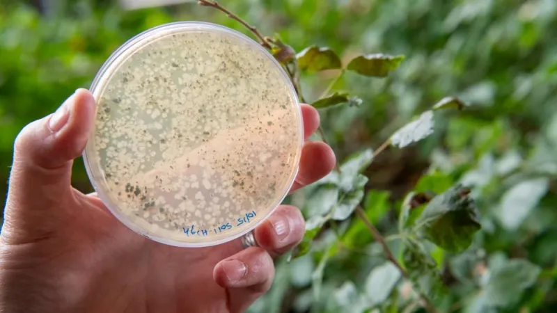 $2.8M NIH grant to study effect of PFAS on the gut microbiome