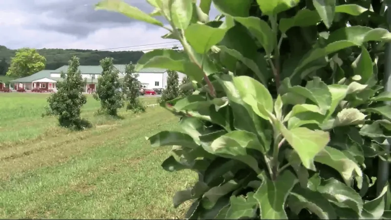 'A challenging year:' Late spring freeze devastates Pa fruit farms as officials seek aid