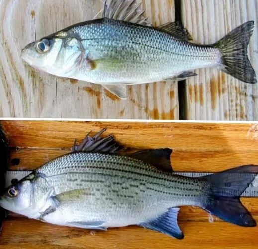 White Perch Challenge is Saturday