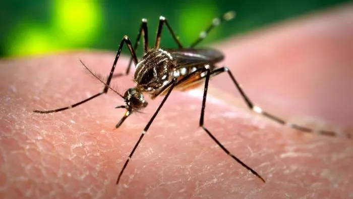 NIH grants $2.8M to develop tools for study of mosquito-microbe interactions