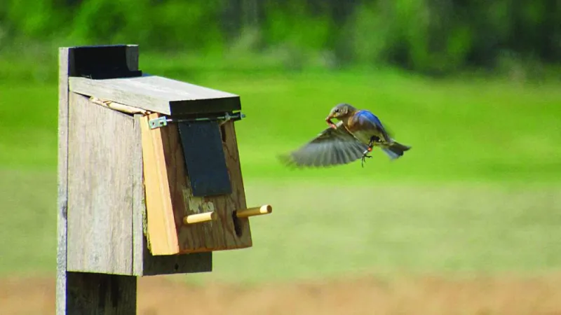 Industrial noise may alter bluebird behavior but not cognitive ability