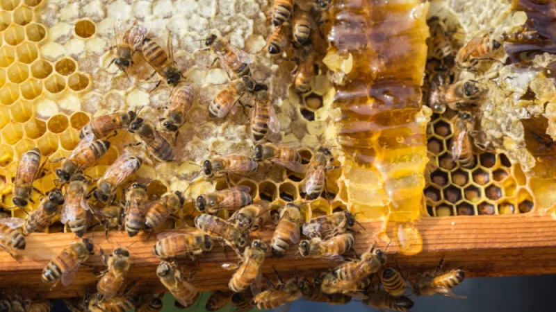 Honey from continental US may be as pesticide-free as imported organic honey