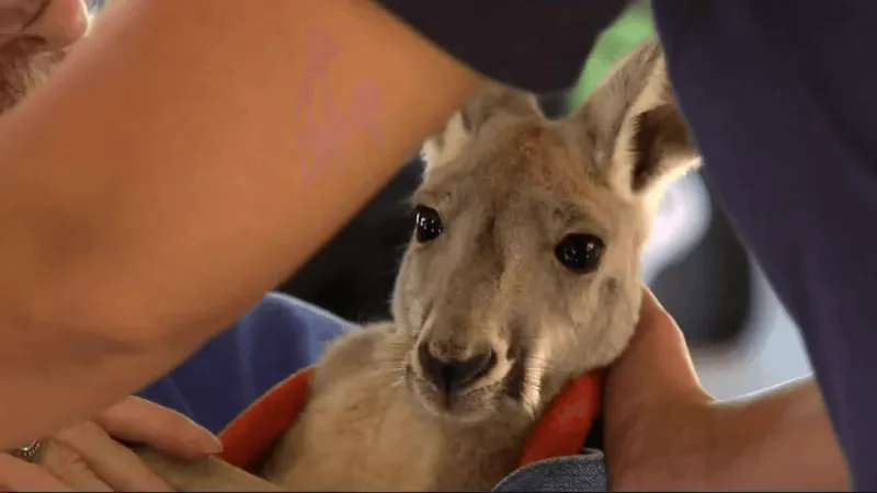 Baby kangaroos make appearance in Cambria Co. at Maple Heights Health and Rehab Center