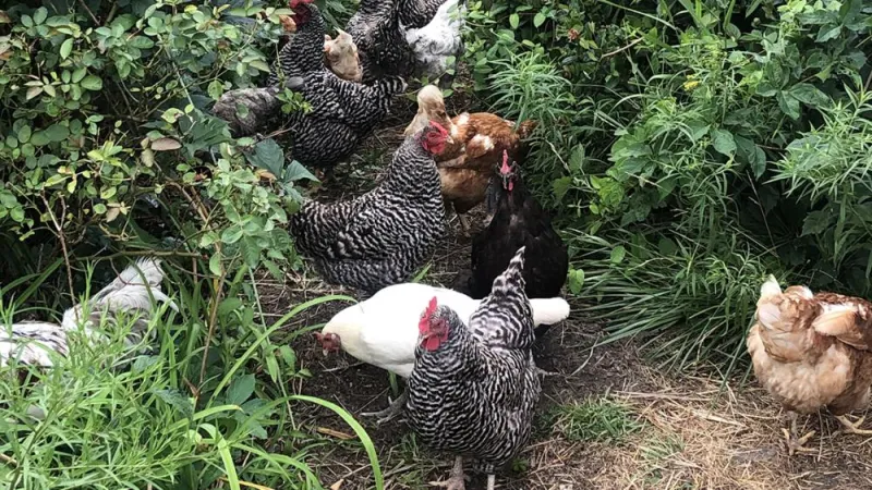 How does a deadly chicken virus escape vaccines designed to slow it?