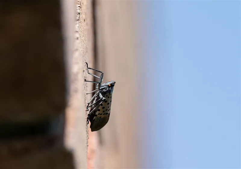 Fetterman, McCormick and other lawmakers introduce bill to combat the spotted lanternfly