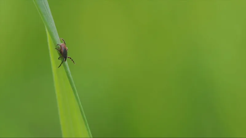 Rare Tick Virus Is 'Just the Tip of the Iceberg,' Infectious Disease Expert Says