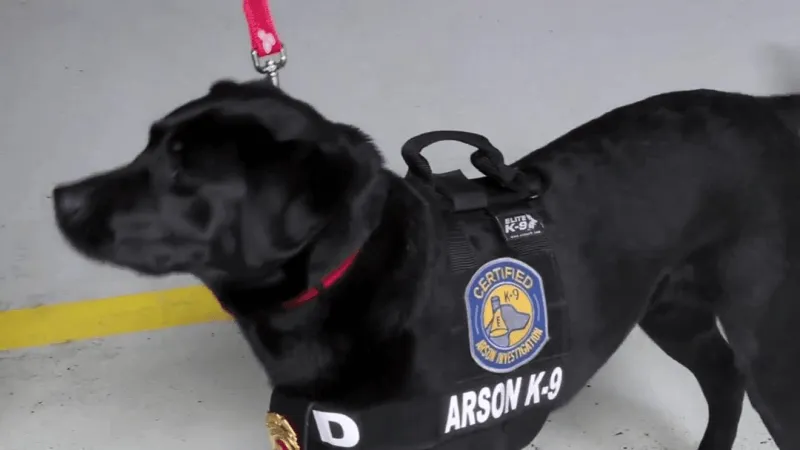 Altoona officials mourn sudden passing of arson detection K9 Lucille