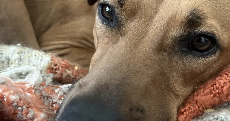 Dogs can distinguish different types of human emotions, study shows