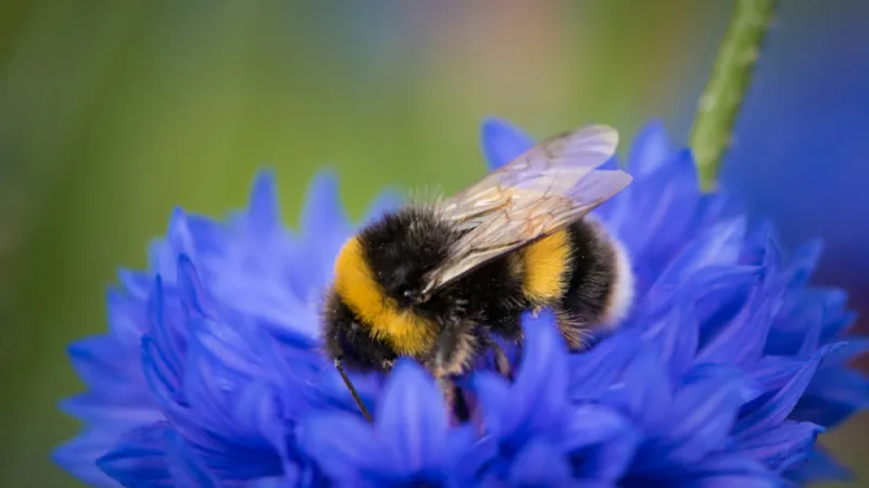 Bumblebees can learn to associate new smells with their queen