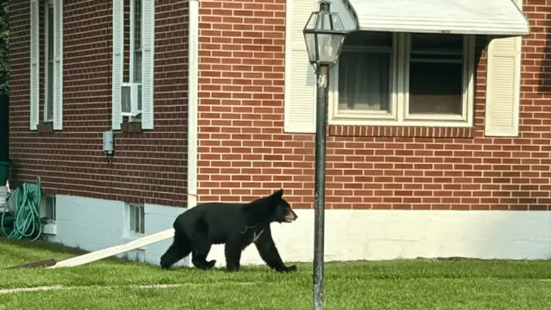 VIDEO | Bear spotted roaming around north Lebanon neighborhood