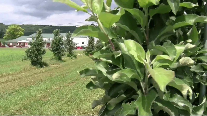 Dept. of Ag preparing funding for Pennsylvania fruit farmers impacted by springtime freeze