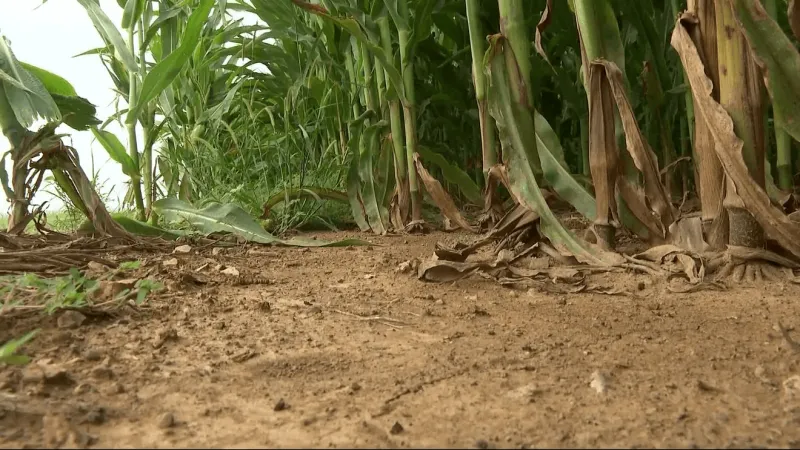How ongoing political conflict is impacting fertilizer prices for Pennsylvania farmers