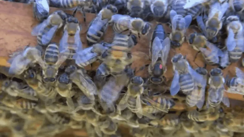 Experts: Warm, wet weather prompts surge of gnat populations; more bees & stinkbugs coming