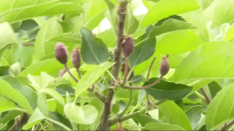 Governor Shapiro announces new grants to assist fruit growers hit by April freeze