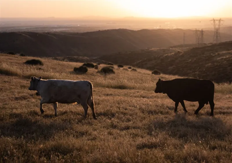 Trump announces plan to lower beef prices, but some Republicans are already balking