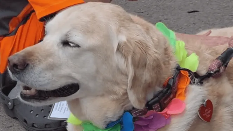 Centre County therapy dog makes visit to Grange Fair