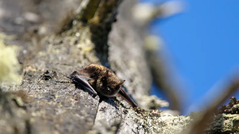 The secret to bats' longevity linked to immune response to viruses and cancer