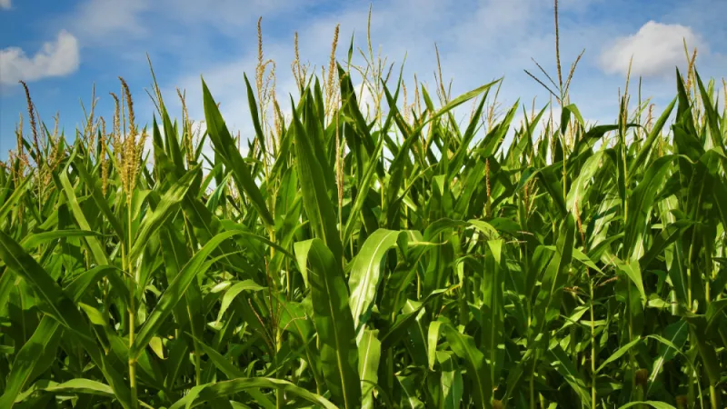 Specific cover crops may help attract insects that target harmful pests