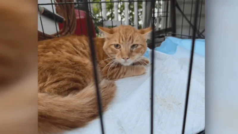 About 140 cats removed from Northern Cambria home now in care, officials say