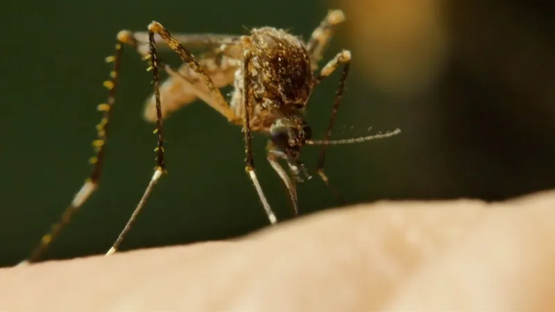 'High levels' of West Nile virus detected: Mosquito spraying scheduled in Franklin Co.