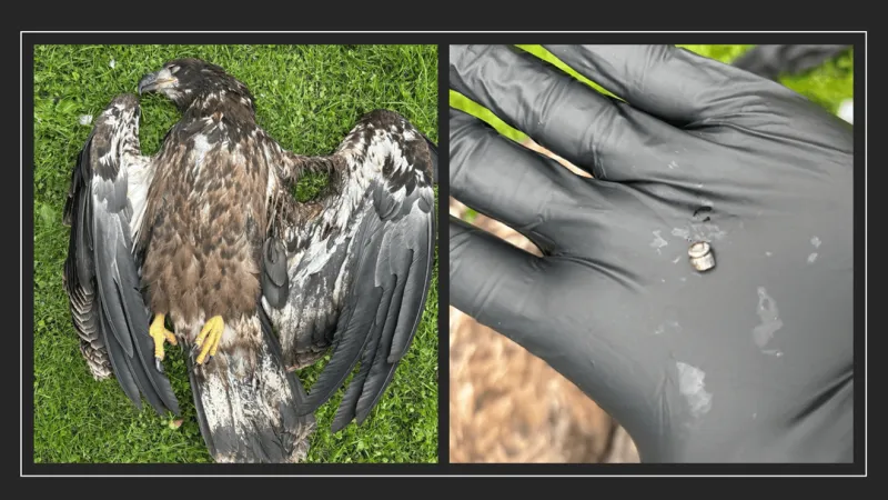 Pa wildlife officials investigation unlawful killing of juvenile Bald Eagle in Salem Twp.