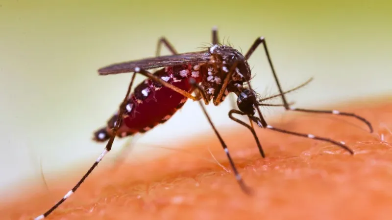 Parts of Dauphin, Cumberland Counties will spray for mosquitos Wednesday