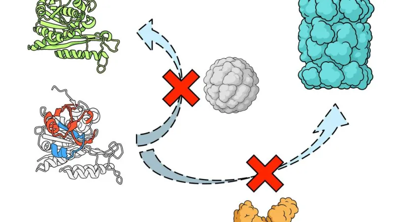 Cellular maintenance crew may miss as much as half of certain misfolded proteins