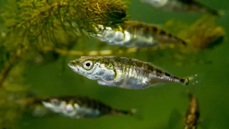 Fish dads offer new insight into behavioral effects of receiving paternal care