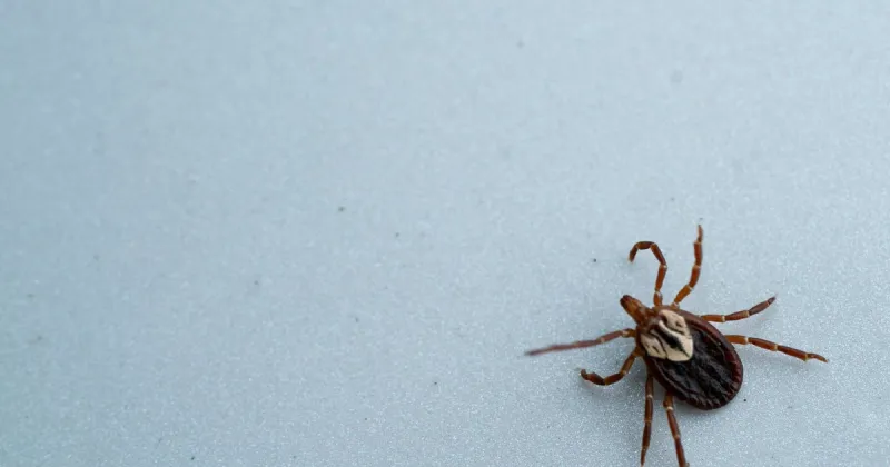 Pa. GOP lawmakers explore increased public health reporting for tick-borne diseases