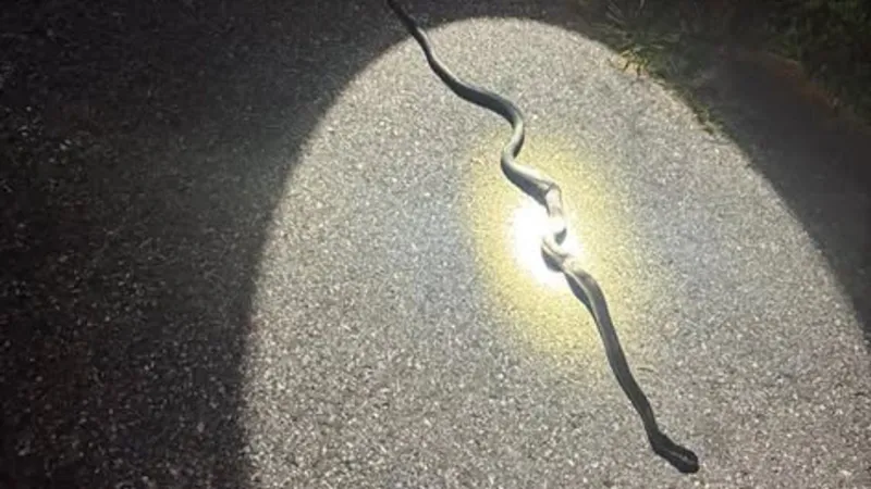 Dispatch called to sparking electrical wires, find burnt snake in Lancaster County