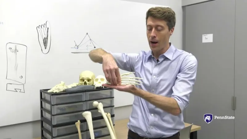 'Heel-strike' allowed early humans to walk farther at cost of high impact forces