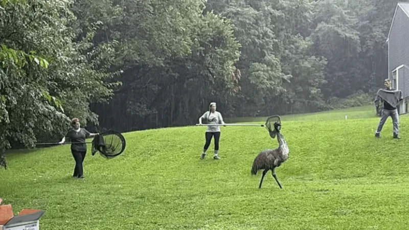 VIDEO | Lancaster County wildlife center volunteers corral runaway emu mid-downpour