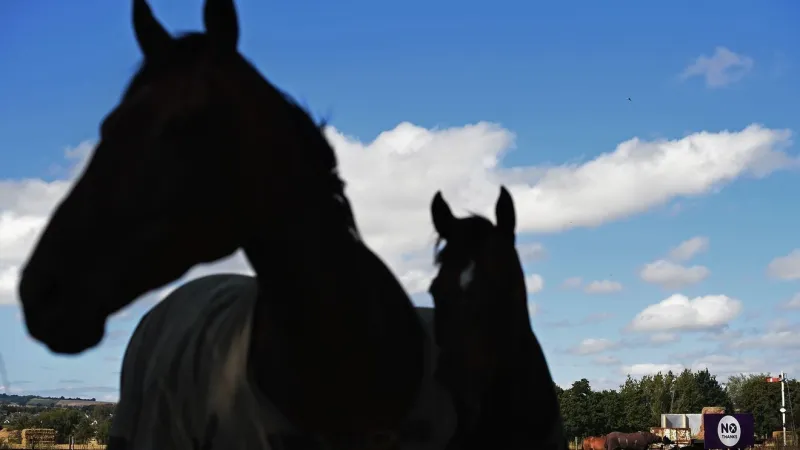 Lewistown man attempted to transport 25 horses to Canada for human consumption: officials