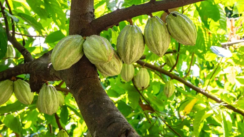 Could plant scientists breed heavy metal contamination out of cacao?