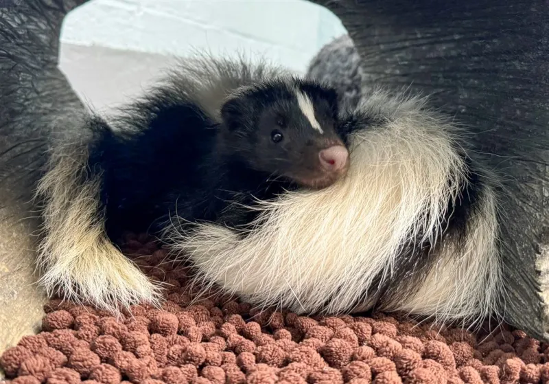 Striped skunk sisters make their debut at National Aviary