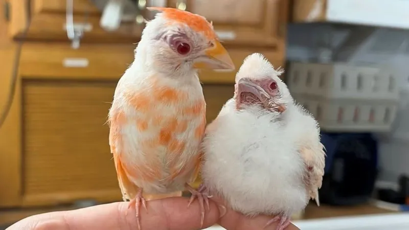 Albino cardinal admitted to local wildlife center