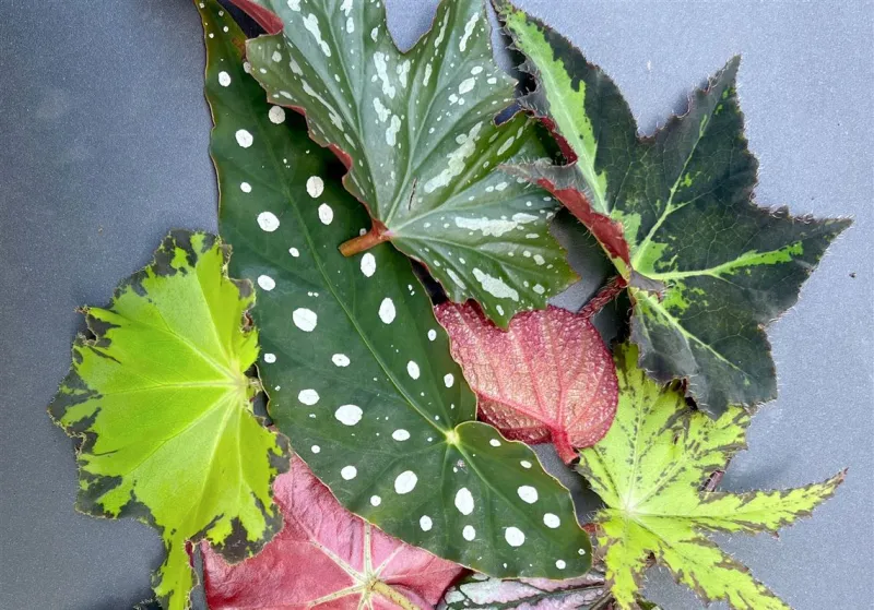 Forget flowers. Grow foliage begonias for their colorful, patterned leaves.