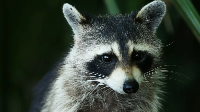 CDC warns of rise in animal rabies exposures nationwide