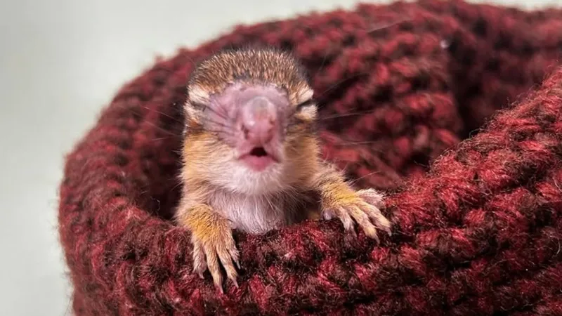 Lancaster County wildlife center rehabilitating baby chipmunk, advising pet owners